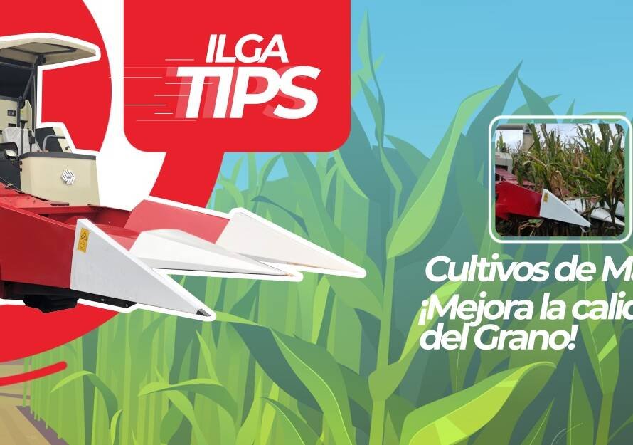 calidad del grano