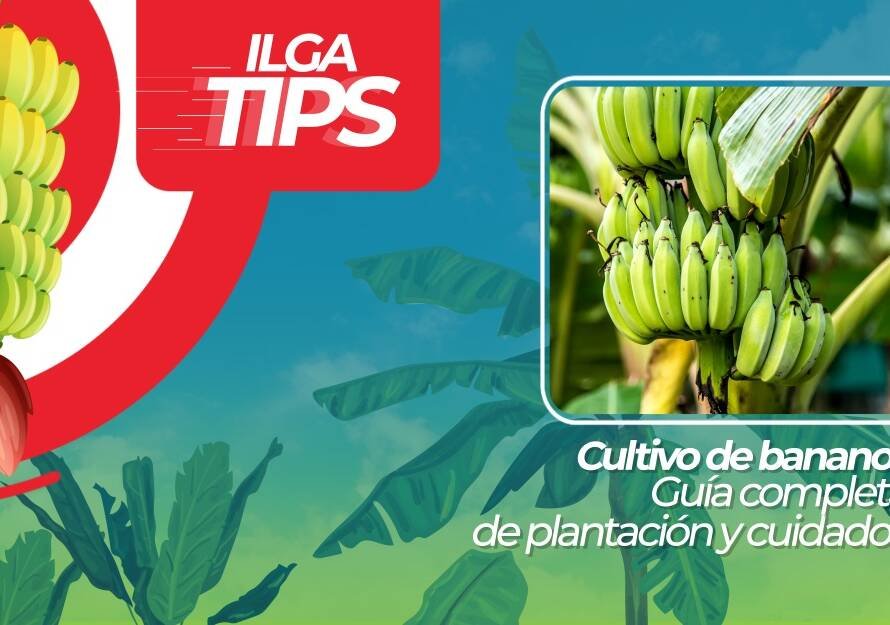 cultivo de banano