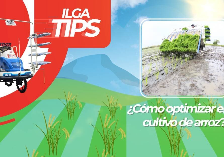 cultivo de arroz